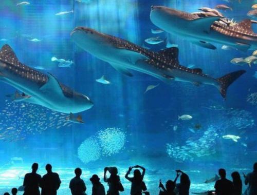 Grand Aquarium hurghada