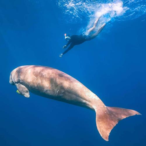 Abu Dabbab marsa alam hurghada