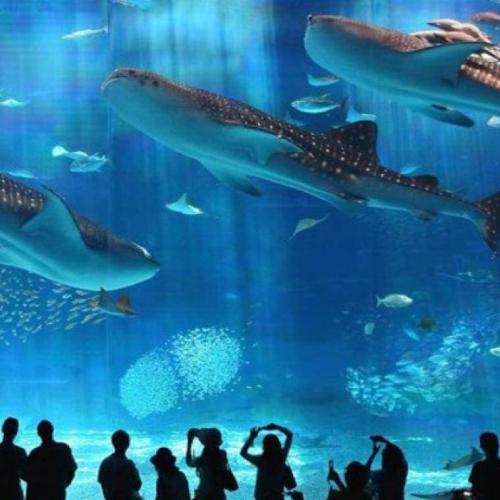 Grand Aquarium hurghada