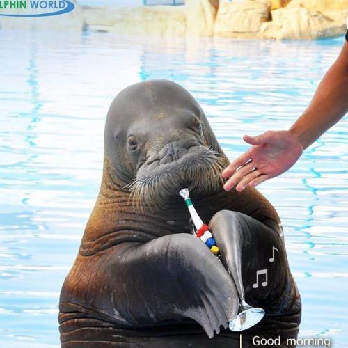 spectacle de dauphins à Hurghada