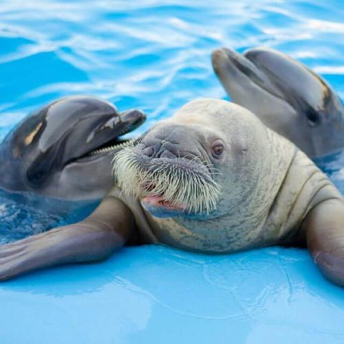 spectacle de dauphins à Hurghada