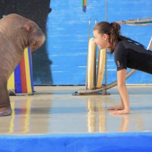 spectacle de dauphins à Hurghada