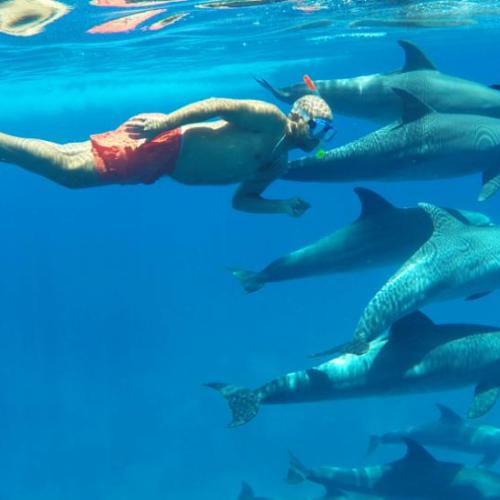 Excursion à Dolphin House Hurghada