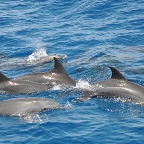 Excursion à Dolphin House Hurghada