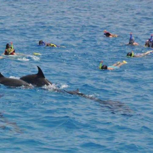 Excursion à Dolphin House Hurghada