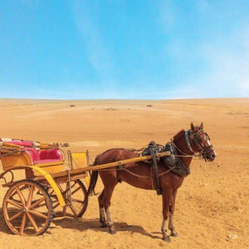 Carriage Ride & Dinner Show Hurghada