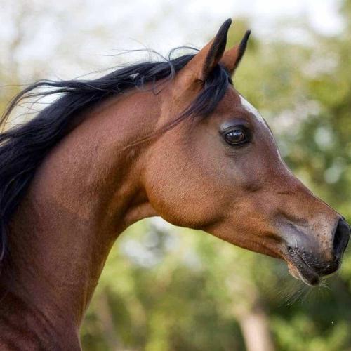 Horse Riding hurghada