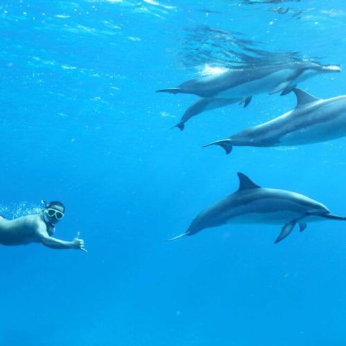 Private Speed Boat hurghada